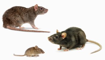 How Rodents Spread Diseases in Homes