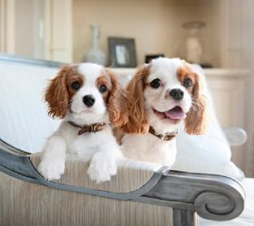 Make your dog fall in love with you!