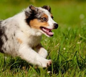 What Does Microchipping Your Dog Entail?