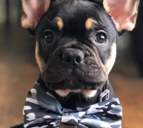 The Best Time You Can Pass with the French Bulldog