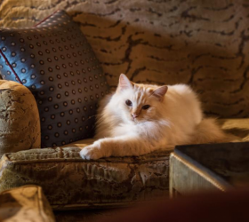 5 Perfect Features and Benefits of Cat Hotels