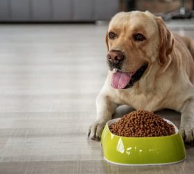 Mistakes to avoid in dog care routine