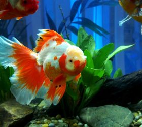 How to Care For Your Beloved Goldfish
