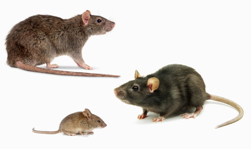 How Rodents Spread Diseases in Homes